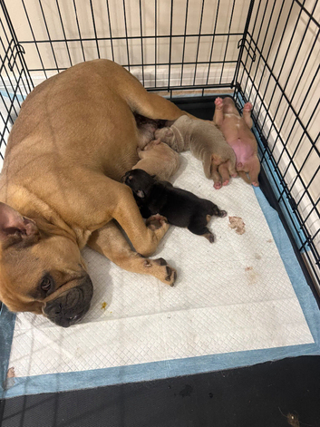 4 old english bulldog x French bulldog pups for sale