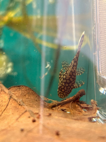 Honeycomb pleco L448 /Wabenmuster