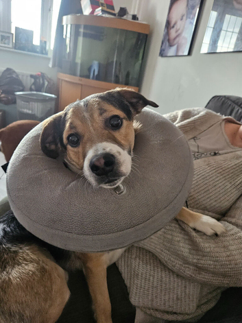 Border Collie x Jack Russel for STUD
