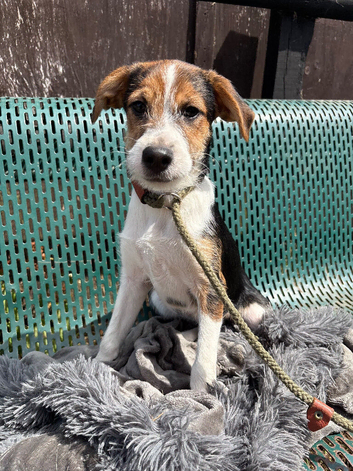 Jack Russell cross collie pups male