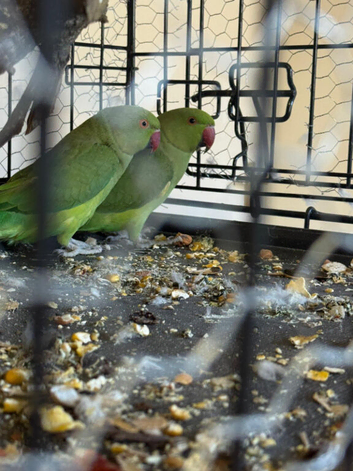 Ringneck 9montns and cage