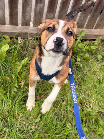 6 month old staffy x border collie male
