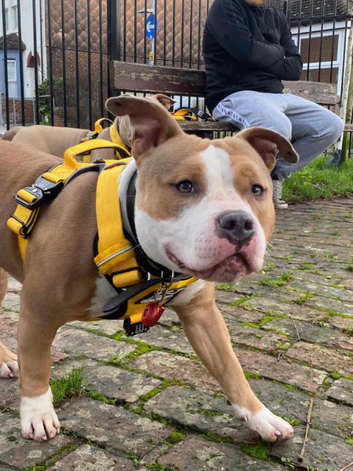 Needing to rehome due to being evicted