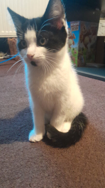 Beautiful fluffy kitten