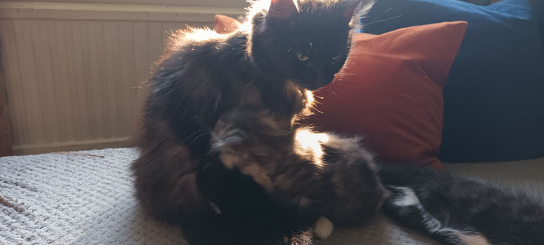 Fluffy kiten boy
