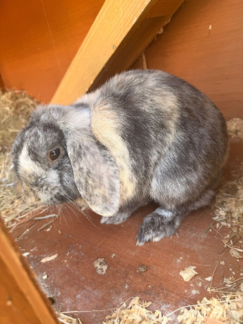 Male mini lop
