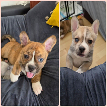 2 boy frenchie pomski unusual marking beautiful open to offer