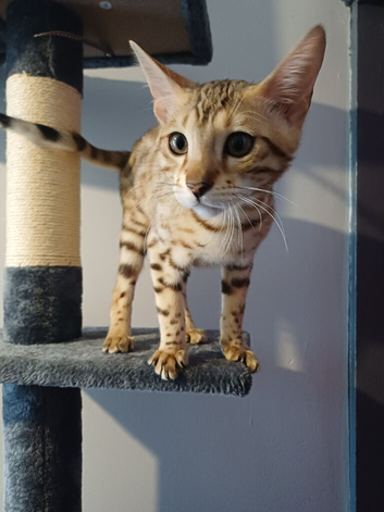 Sweet bengal for sale