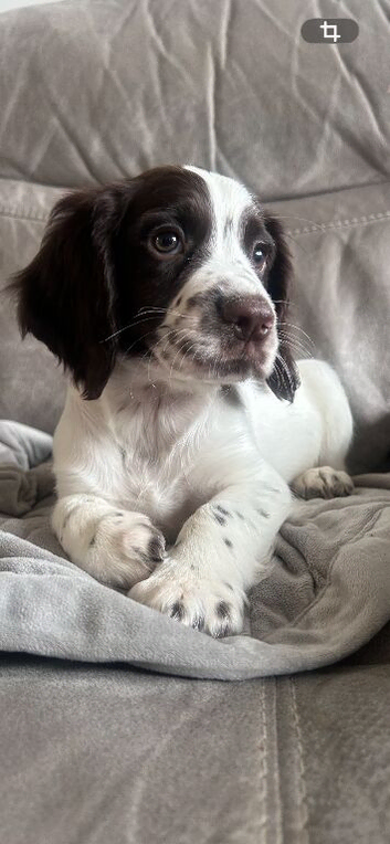 Sprocker spaniel