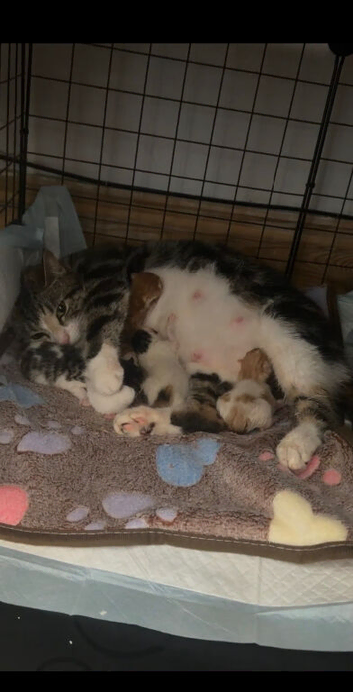 Kittens for sale