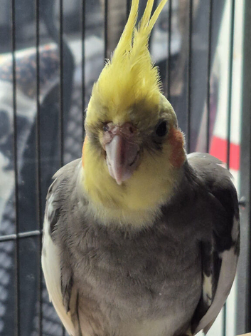 Male cocktail