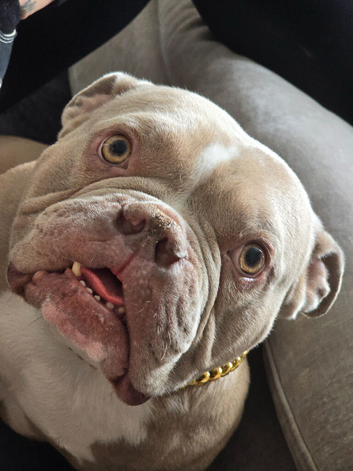 pocket bully for sale