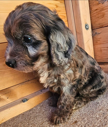F1 cockerpoo puppies