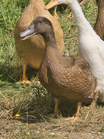 Khaki Campbell growers
