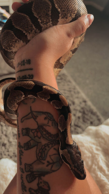 Male Ball python