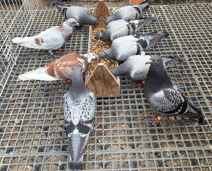 Young racing pigeons long and middle distance