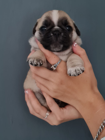 Pug puppies for sale
