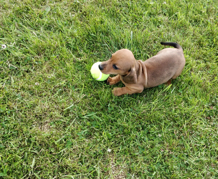 Miniature dachshund puppies