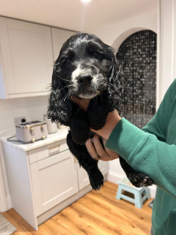 KC working cocker spaniel