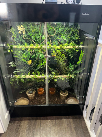 Pair of Green Tree Pythons (Morelia viridis) + Custom Complete Vivarium Setup &ndash; &pound;1500