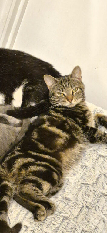8 month old male tabby kitten needing a new home