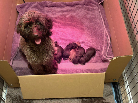 F1b cockapoo