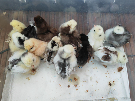 USA silkie chicks, hatching eggs