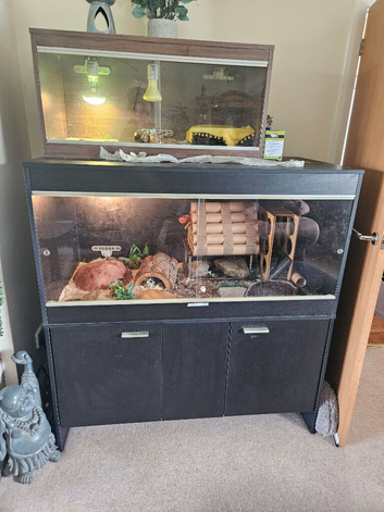 Super friendly large corn snake & Viv