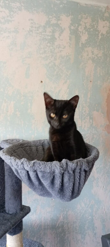 REHOMED