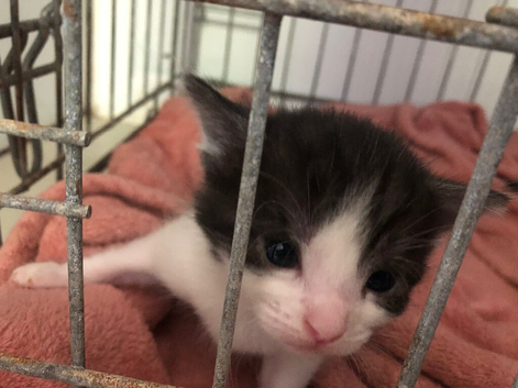 White and black kitten