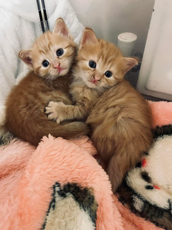 Mobile Animal Microchipping