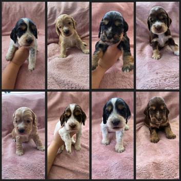 KC Reg health tested working cocker spaniels