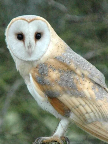 Barn owl for sale