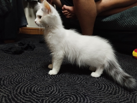 Maincoon cross ragdoll