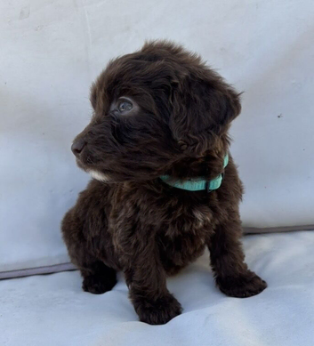 Exceptional F1 Chocolate Cockapoo Puppies