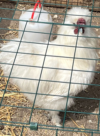 Silkie &lsquo; male &lsquo;