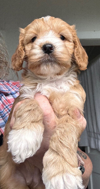 Gorgeous Toy Cockapoo