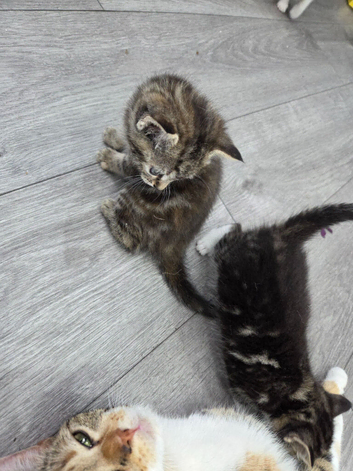 kittens