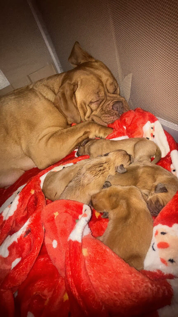 Dogue de Bordeaux Puppies