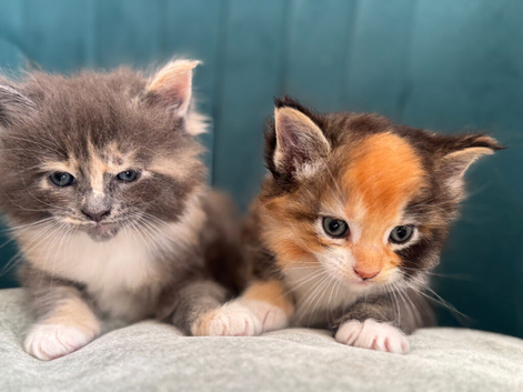 Beautiful Ragcoon Kittens