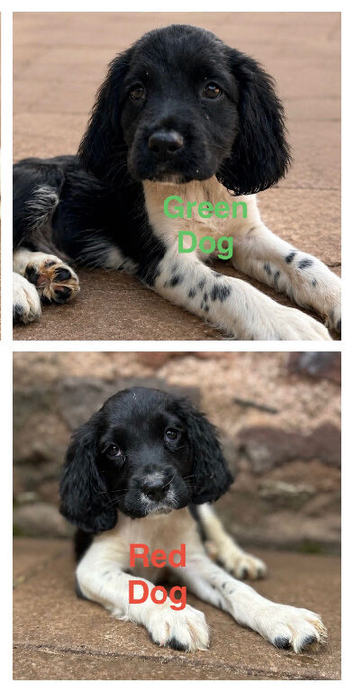 READY NOW!! 2 Dogs Left KC reg Heavily coloured ESS
