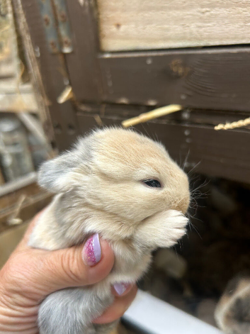 Beautiful pure bred mini lop babies - super temperaments