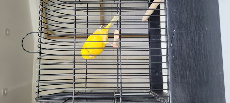 Yorkshire canaries