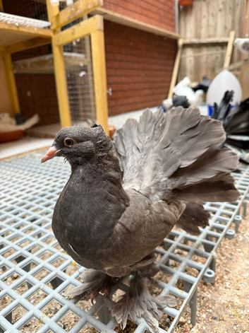 Indian Fantails