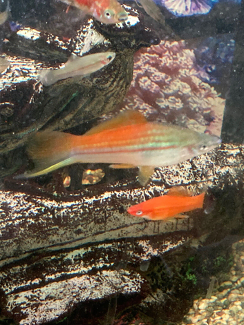 Swordtails