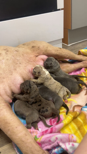 Catahoula Bulldog Puppies - Rare Blues Available
