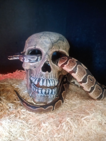 Royal python, male, 3yrs