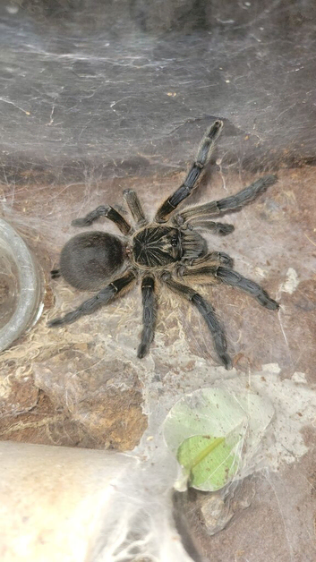 Golden Blue Leg Baboon tarantula
