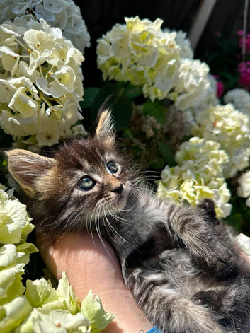 3 Maine Coon &times; Tabby female kittens &ndash; ready now