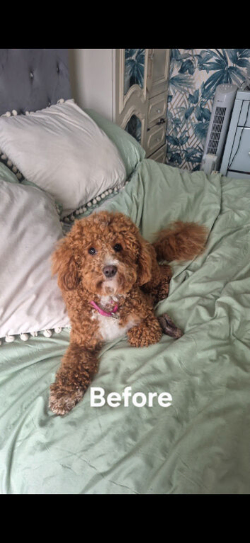 Dog grooming